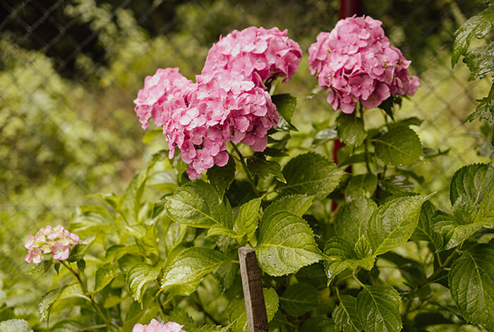 four hydrangea flowerheads in full bloom surrounded by thick leaves