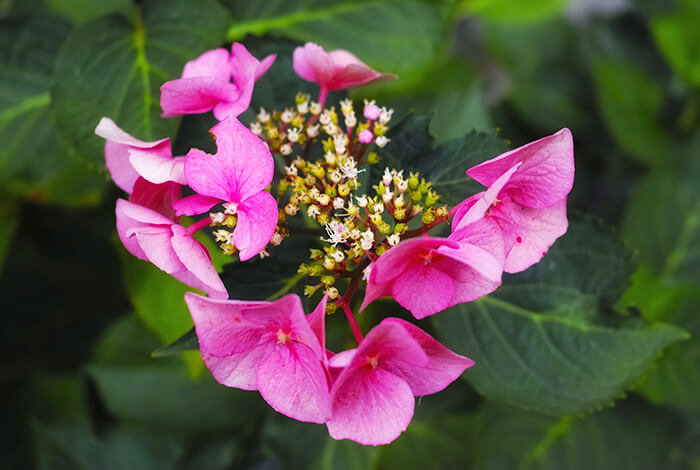 a hydrangea that is starting to lose its flowers