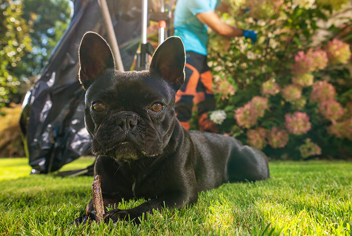 a French bulldog relaxing in the garden