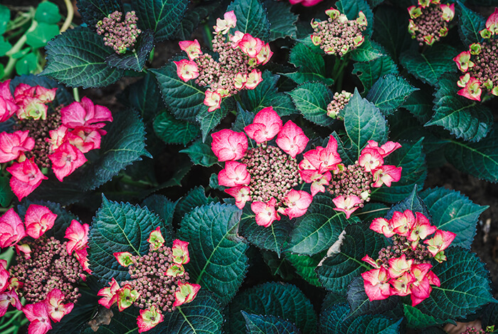 top view of hydrangea buds with some flowers in full bloom