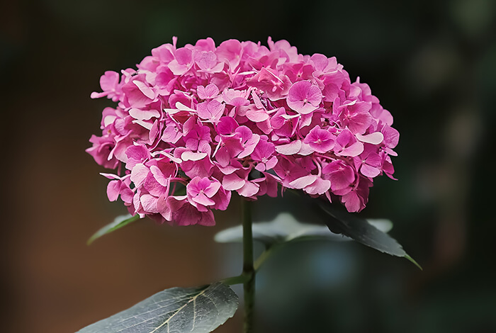 a flowerhead of pink hydrangea in full bloom