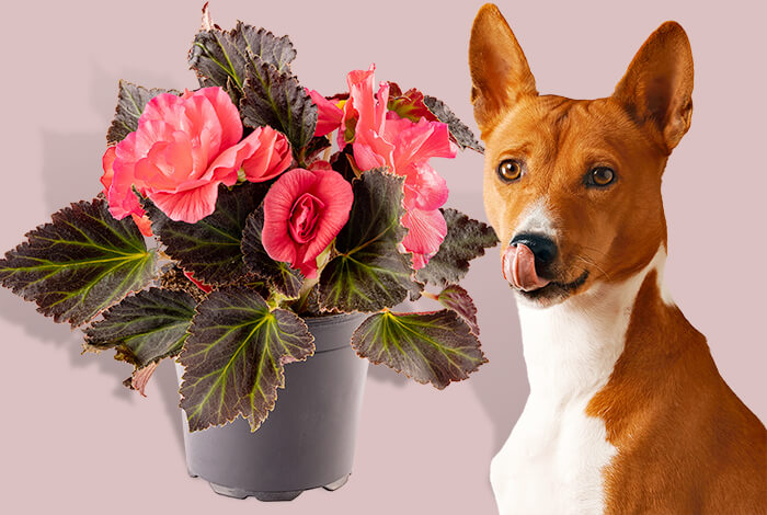 Why Are Begonias Poisonous to Dogs?