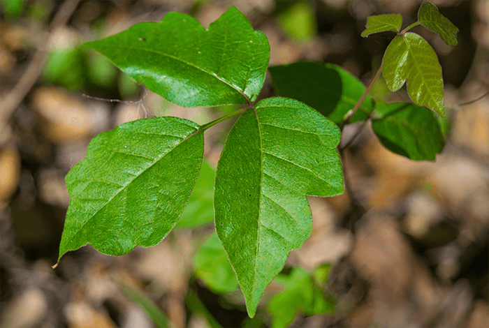 close-up view of poison ivy leaves with a blurred forest floor background