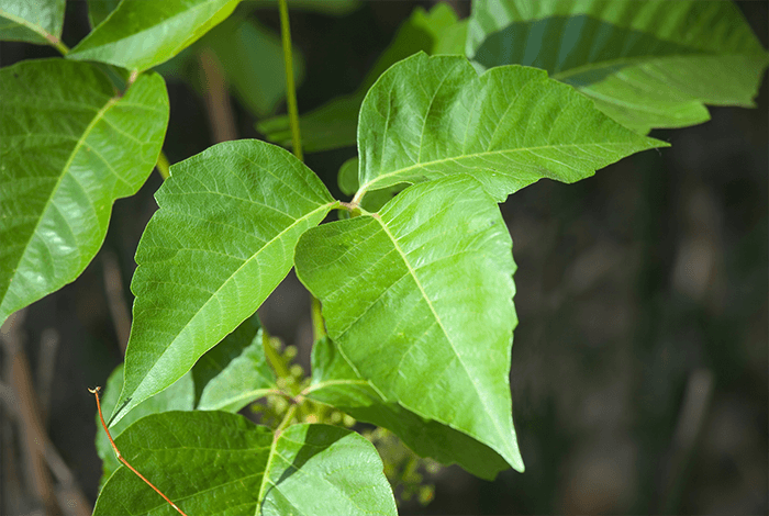green poison ivy leaves against a blurred natural background