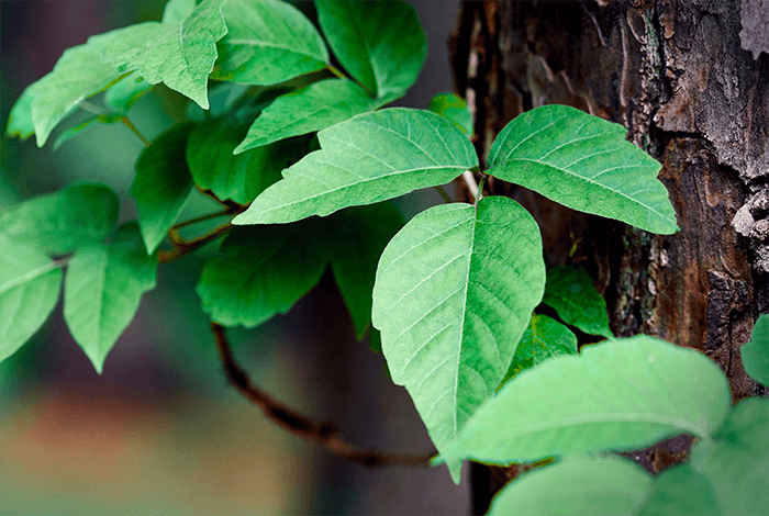 fresh green poison ivy leaves growing on a vine wrapped around a tree trunk