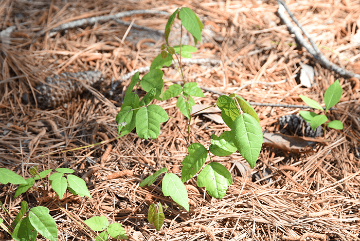 poison ivy plant growing amidst dry pine needles on the forest floor
