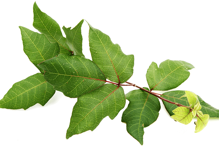 poison ivy branch with vibrant green leaves against a plain white background