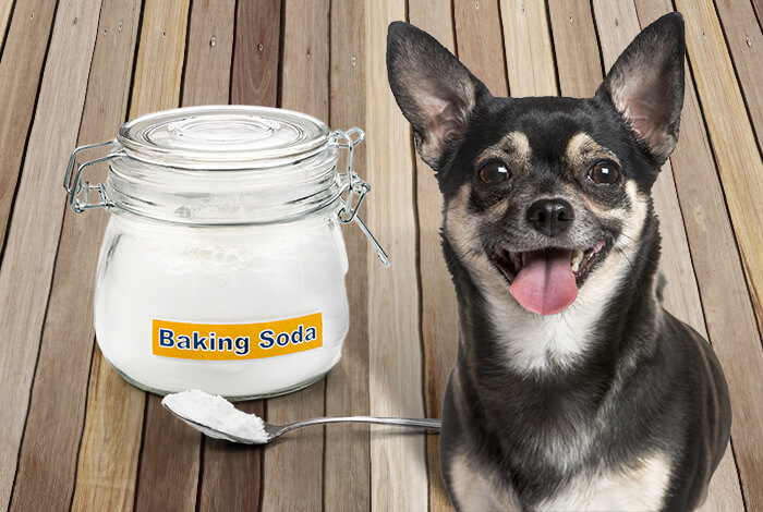 Is Baking Soda Toxic to Dogs​?: The Real Risk to Watch Out For
