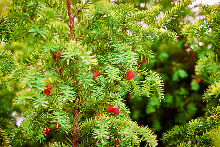 close-up of a vibrant green yew tree adorned with bright red berries