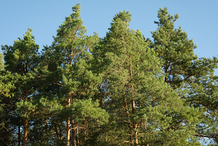 tall pine trees reaching up against a clear, bright winter sky