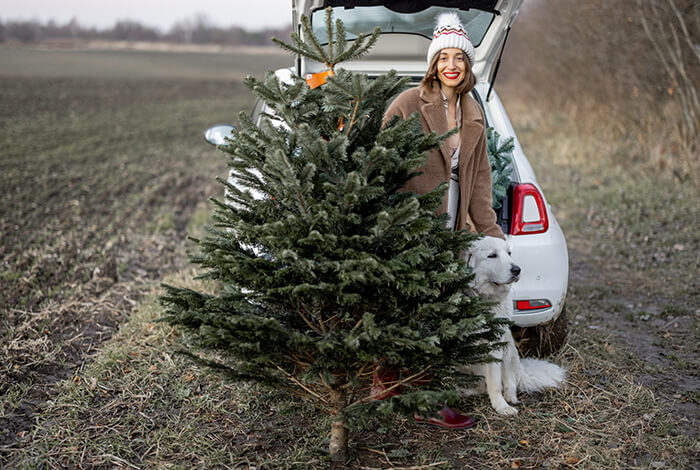 a woman and her dog standing beside a Christmas tree near an open car trunk in a dry, open field