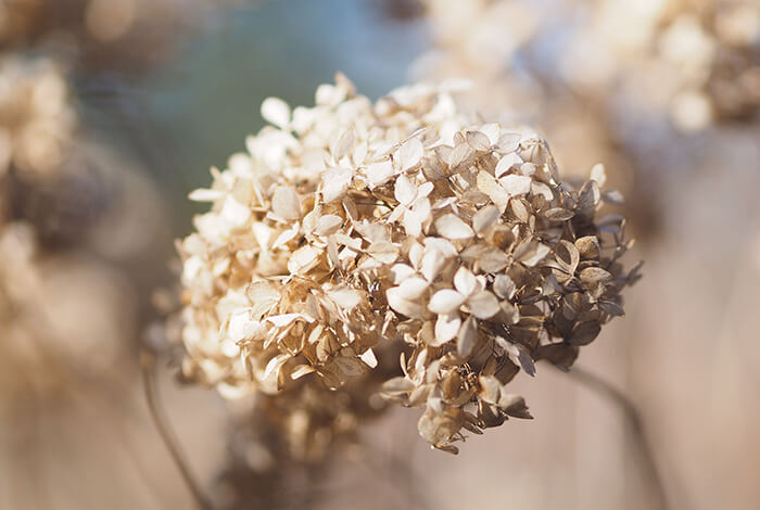 close-up of a dried hydrangea flower with a soft-focus background