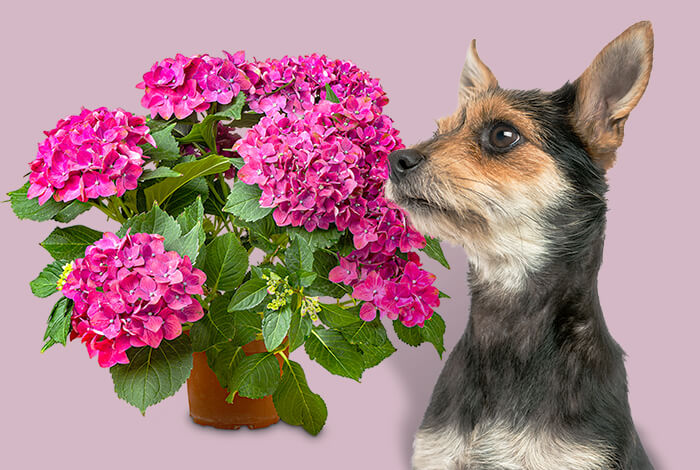 Are Hydrangeas Poisonous to Dogs? Top Dangers You Should Know