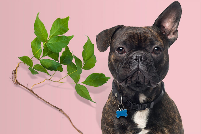 Can Dogs Get Poison Ivy? Here’s How to Protect Them