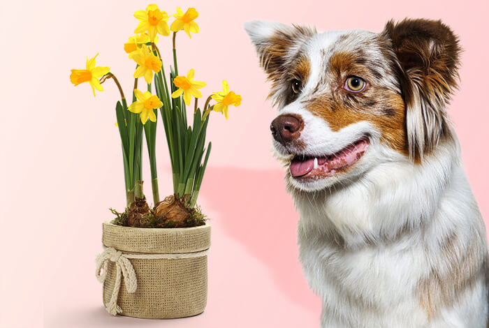 Are Daffodils Toxic to Dogs?