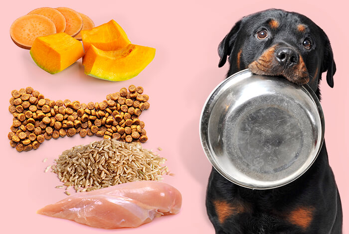 4 Tips for Creating a Diet to Soothe IBD in Dogs