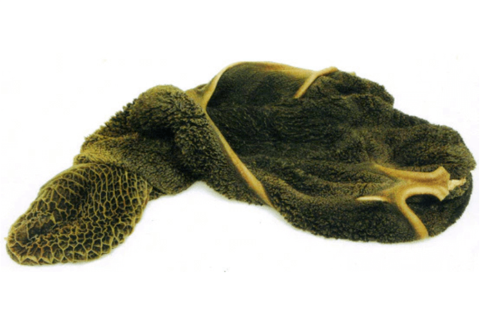 a raw buffalo green tripe on a white background