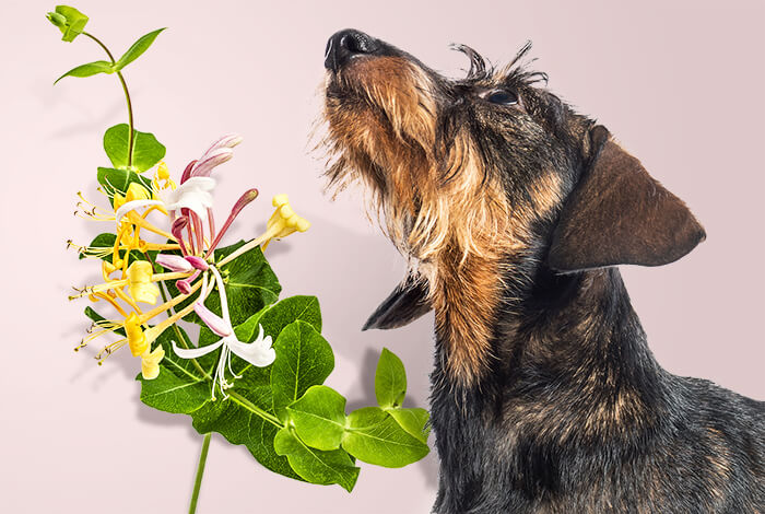 Is Honeysuckle Toxic to Dogs?