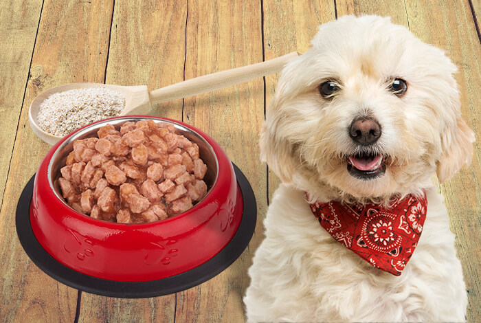 5 Ways to Manage Liver Shunt in Dogs With a Diet Plan