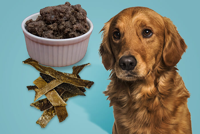 3 Nutritious Recipes for Homemade Green Tripe Dog Treats