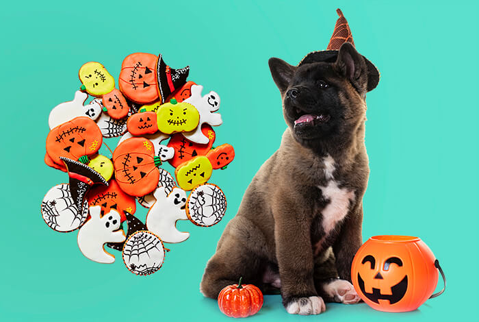 3 Spooktacular Homemade Halloween Dog Treats