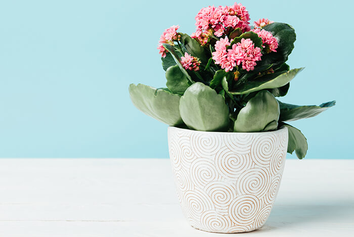 a Kalanchoe with flowers in a white flower pot