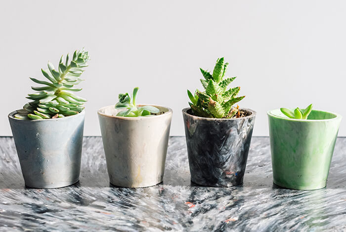 a row of different succulents in ceramic flower pots