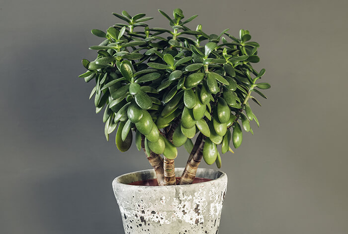 a jade plant with thick leaves in a grey flower pot