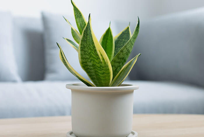 a dwarf snake plant in a ceramic flower pot placed on a coffee table