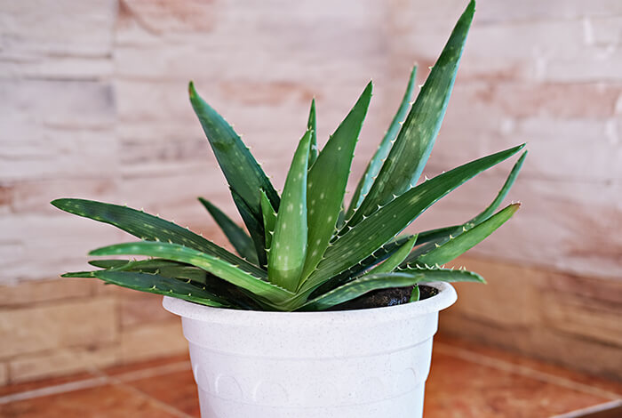 lush aloe vera planted in a white flower pot