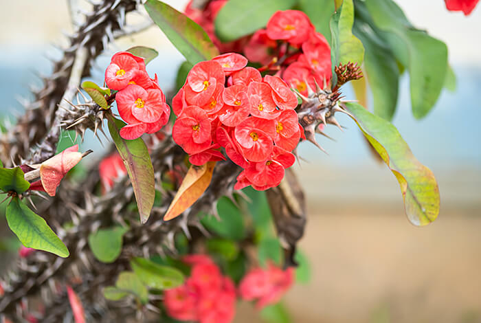 a euphorbia succulent with lots of flowers