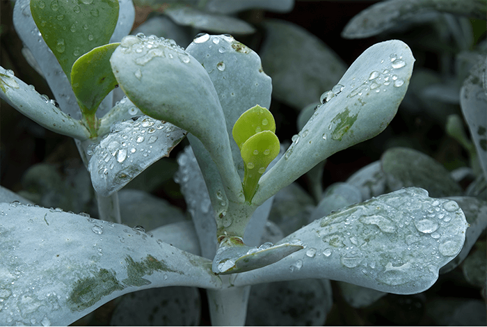 pig's ear succulent with dewdrops on its leaves