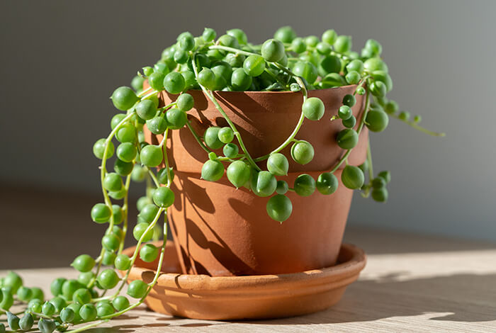 string of pearls crawling down from a brown flower pot