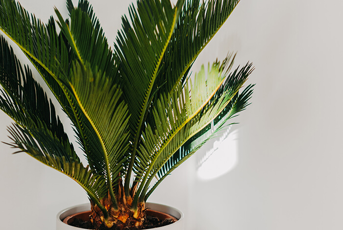 sago palm planted in a flower pot