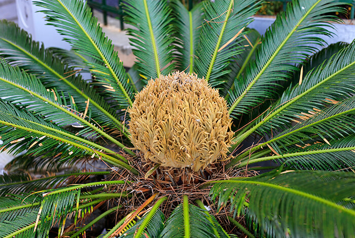 flower head of female sago palm that would soon produce seeds