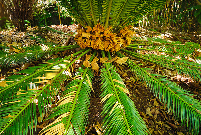 sago palm with old leaves that are about to wilt