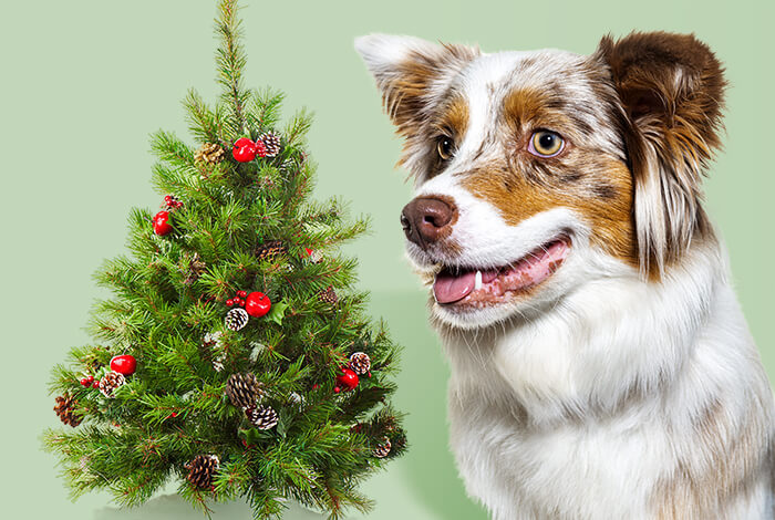 Are Christmas Trees Toxic to Dogs?