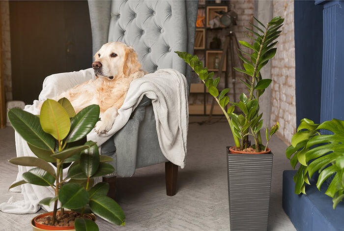 a golden retriever sitting in a chair with a ZZ plant close to it