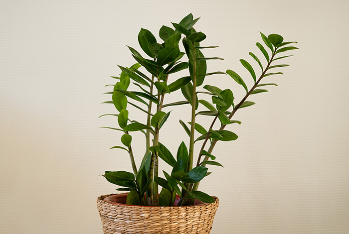 a thriving ZZ plant in a brown flower pot