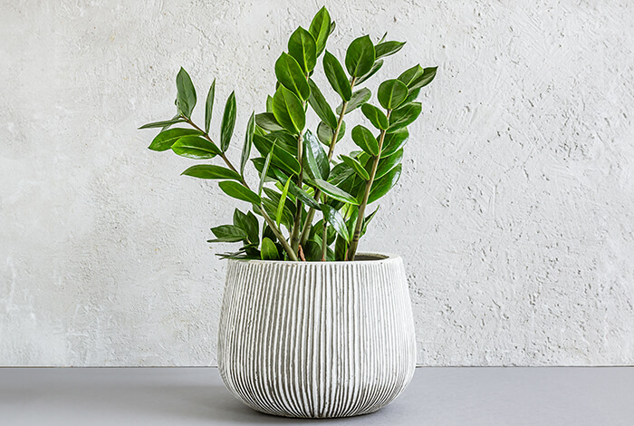 a small but lush ZZ plant in a white flower pot