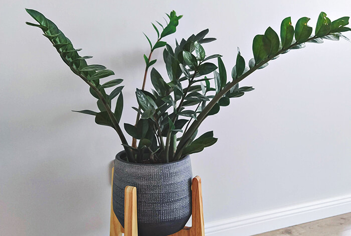 ZZ plant with showy leaves planted in a grey flower pot