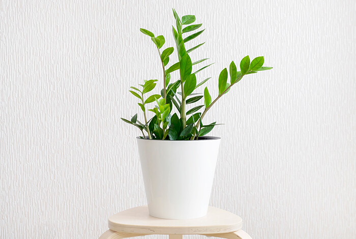 ZZ plant with growing leaves planted in a white flower pot