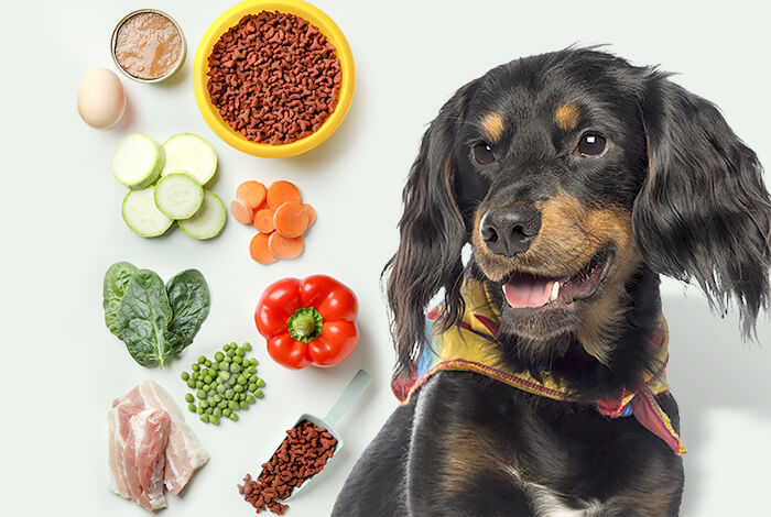 3 Diet-Based Ways to Prevent Hypoglycemia in Dogs
