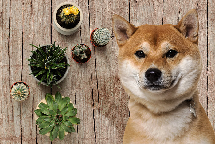 Are Succulents Poisonous to Dogs? 7 Types to Avoid