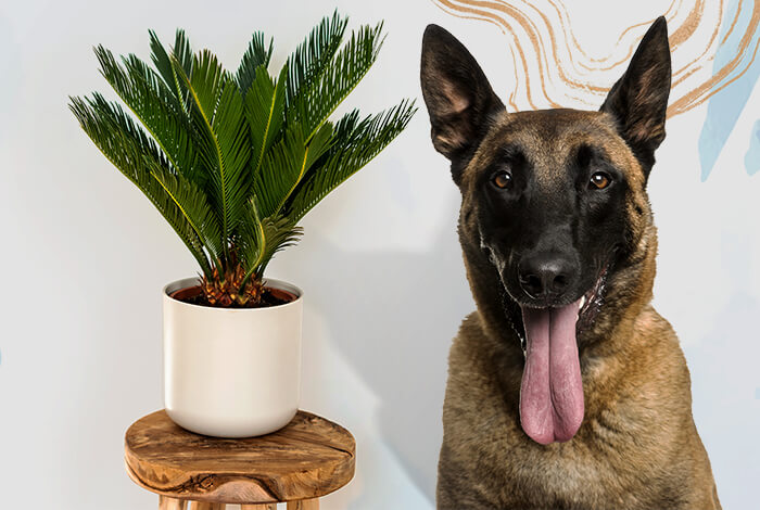 Is Sago Palm Toxic to Dogs? Dangers & Symptoms to Know
