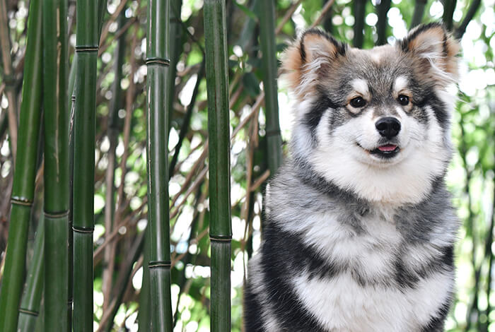a Finnish Lapphund sitting next to a group of bamboo stalks
