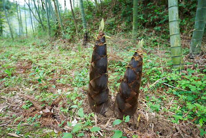 two bamboo shoots in the middle of a bamboo plantation