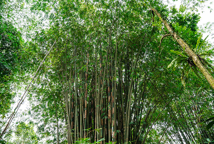 a cluster of bamboo plants almost ready for harvest