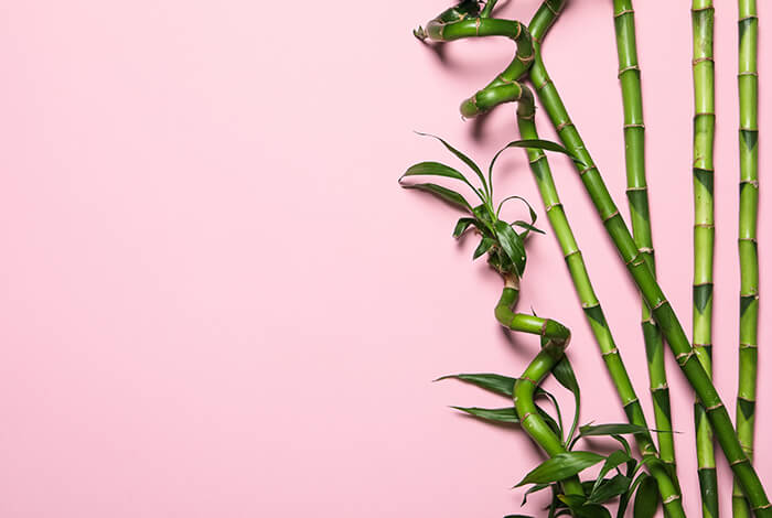 harvested bamboo stems placed against a pink wallpaper