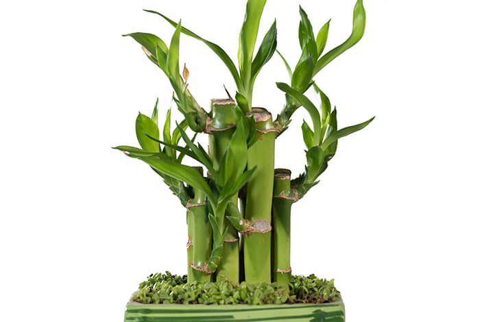 short lucky bamboo plant in a green flower pot
